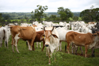 Do campo ao mercado, João Eustáquio De Almeida Junior analisa como a pecuária e as aquisições se tornam motores estratégicos para a criação de novos negócios.