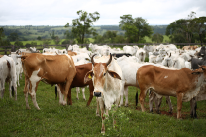 Do campo ao mercado, João Eustáquio De Almeida Junior analisa como a pecuária e as aquisições se tornam motores estratégicos para a criação de novos negócios.