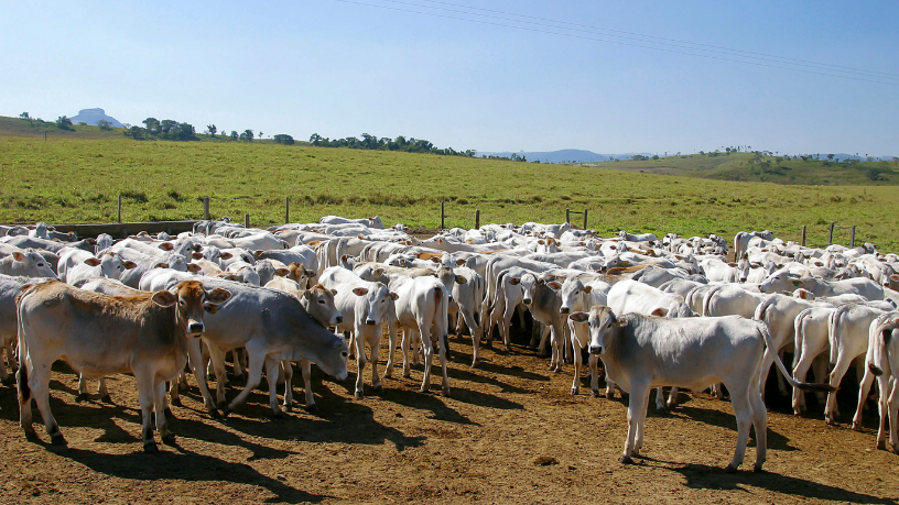 Do campo ao mercado, a visão de João Eustáquio De Almeida Junior mostra como a união entre pecuária e aquisições fortalece cadeias produtivas e impulsiona novos negócios.